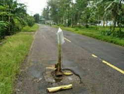 Jalan Nasional III Lintas Selatan yang Berlobang Ditanami Pohon Pisang Oleh Warga