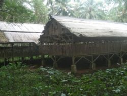 Akibat Bau dan Lalat dari Ternak Ayam di Kec, Wanasalam di Soal Warga