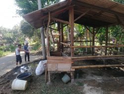 Dua Ekor Kerbau Milik Warga di Kec Malingping Lenyap Digondol Kawanan Maling