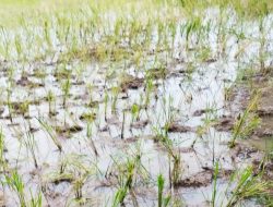 Petani Kec.Binuang Kab.Serang Keluhkan Kelangkaan Pupuk bersubsidi