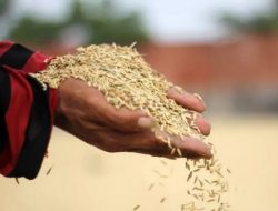 Harga Gabah di Kabupaten Lebak Kembali Naik