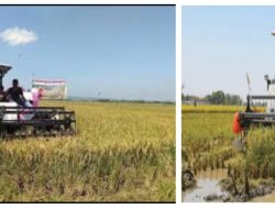 Tanpa Regulasi Pemerintah, Penggunaan Combine Harvester di Lebak Semrawut