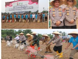 Kapolres Lebak Dampingi Kapolda Banten Laksanakan Penanaman Jagung di Cimarga