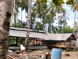 Ketua BUMDes Sukatani Tak Dilibatkan Dalam Pengadaan 100 Ekor Kambing, Badak Banten Perjuangan Minta Audit Terbuka