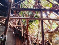 Rumah Warga Desa Mekarjaya Hancur Tertimpa Pohon Kelapa Setinggi 60 Meter
