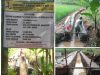 P3A Sumber Rejeki Desa Kertaraharja Bangun Irigasi DI Cisayati, Petani Apresiasi Program P3-TGAI