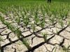 10 Hektare Sawah Terancam Gagal Panen, Petani Cikeusik Desak UPTD DAS Ciliman-Cisawarna Atasi Krisis Irigasi