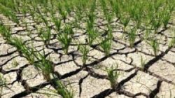 Petani Desak UPTD DAS Ciliman-Cisawarna Bertindak Tegas Atasi Kekeringan ‎