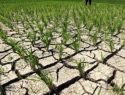 Petani Desak UPTD DAS Ciliman-Cisawarna Bertindak Tegas Atasi Kekeringan ‎